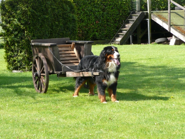 van de clemensberghoeve, Berner Sennnenhonden